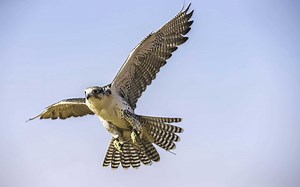 Learn the Differences Between a Hawk and a Falcon