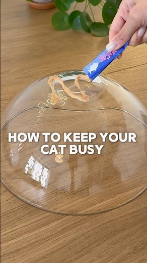Cat bored? DIY time! | Part 2 More easy play ideas to keep your cat entertained😻 #cat