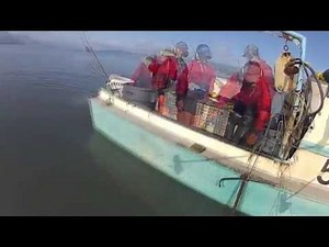 Commercial Halibut 2012