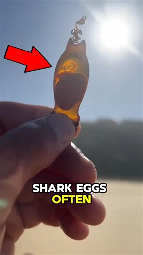 The World’s Most Unique Eggs #wildlife #wildlifeentertainment #animals #facts #animalfacts