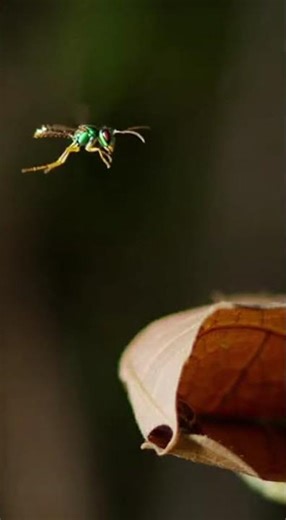 The Shocking Survival Trick of the Bolas Spider After Hunting - Wildlife Facts