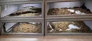 New Model Reptile Breeding Racks Pet Snake Cage Enclosure Plastic PVC Reptile Breeding Enclosure