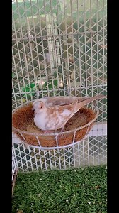 Beautiful pattern of young red pied female | Ahsaan Elahi
