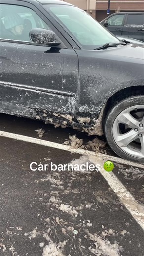 law (@lawdrusu)’s video of barnacles