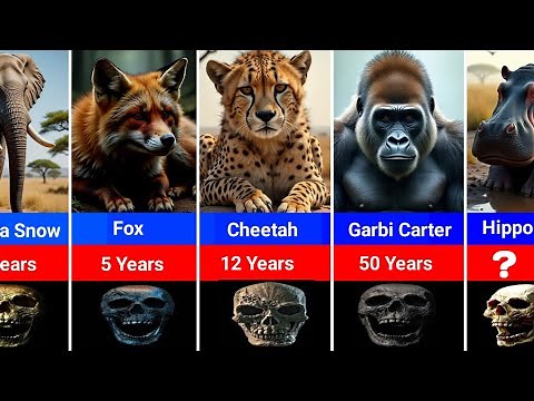 Which Animal Live the Longest? Animals Lifespan