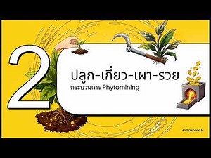 Phytomining: เกษตรกรนักขุดเหมือง (โดยไม่ง้อจอบ) #เรื่องเล่านวัตกรรม #นวัตกรรมใหม่ #เล่าให้โลกรู้