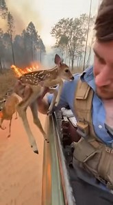 A Mother’s Love Deer Saved 🎬 This video was produced by Network Media and The Astrit Channel | Simulated Reality