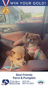 It’s been a little over three years since we adopted the dogs from APR. Perci is the chihuahua mix. Pumpkin is the Pekingese mix. They were about 7 years old and a bonded pair when we got them. They now live the life of luxury traveling between our two homes on Ft. Lauderdale Beach and the mountains in Asheville, NC. They are loving and sweet and have had a major impact on our family. We are grateful to have found them. Marc and Barbara Alexander You have the chance to “WIN YOUR GOLD.” Consider 