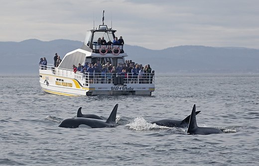 Wild 4 Whales — Our Boats | Eagle Wing Tours