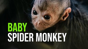 8.7K views · 499 reactions | Chester Zoo is celebrating the birth of...