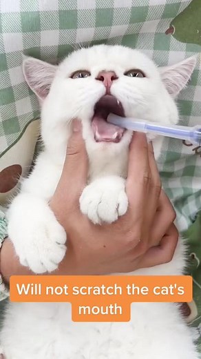 Safe and Easy Cat Medicine Feeding with Silicone Syringe