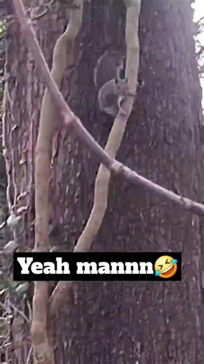 What a distinguished gentleman #squirrelsoftiktok #squirrels #naturelovers #babydoll