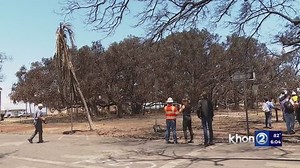 Lahaina's historic Banyan Tree Park could re-open in several months | Haystack News