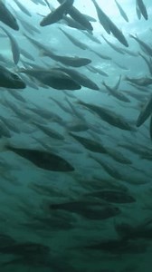 Vertical Video Massive Shoal Cod Fishes Stock Footage Video (100% Royalty-free) 3800135911 | Shutterstock