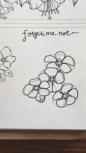 Easy to draw a forget me not flowers for beginners -step by step🌸 . #drawing #art #drawingtutorial #lineart #flowersketch #fyp #reels #globalreels #beautifulflower | Amara Khansa Niaarts