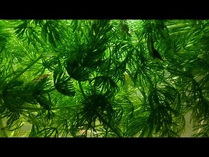 Floating Hornwort