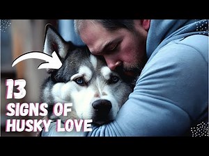 13 Signs Your Husky LOVES You. (Watch out for these!)
