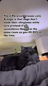 5.8K views · 42 reactions | You’ll never feel more rejected than with a cat. #Cats #kater #catsofinstagram #caturday #catstagram #catsofinsta #excellent #britishshorthair #catlover #catsofig #bkh #gato #bsh #britishkurzhaar #katten #katzen #cutecats #instacats #catsagram #catslover #katzenliebe #petsofinstagram | 2_Cats_2_Katzen | Facebook