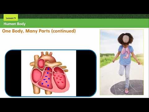 2nd grade science video of the week -The Human Body