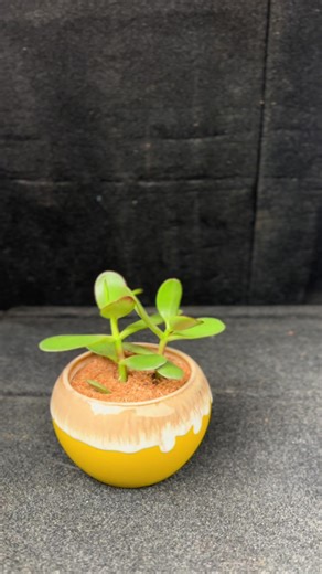 Delivery…. Appreciate you plant lovers 🥰🥰