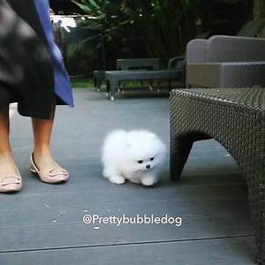 45K views · 2.1K reactions | Coco has everything, thickest white coat...