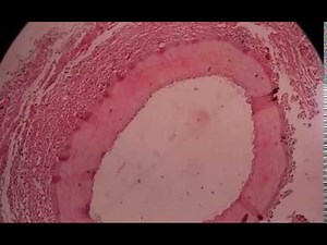 How to calibrate a microscope?