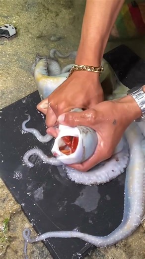 Amazing Octopus Mystery 😱 Orange Creature Found Inside Octopus! | Sea Life Discovery
