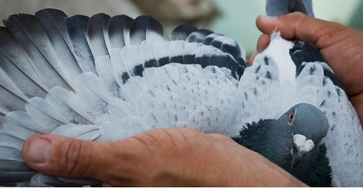 ¿Qué significa que entre una paloma a tu casa? ¿Buena suerte o mala suerte?