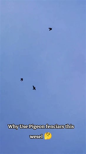 Why use pigeon fenciars this wesel #pigeontailwesel #racingpigeons #pigeonracing #racer