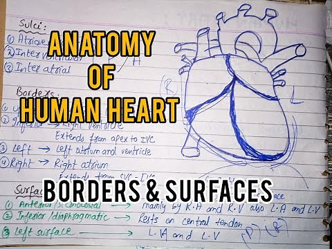 Anatomy of Heart | Grooves sulci | Borders | Surfaces | (Pharm.D) By Muneeb