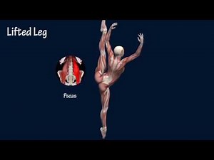 Ballet Dance Anatomy - Muscle Anatomy - Human Anatomy - Sports Science