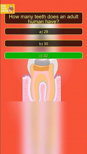 How Many Teeth Do Adults Have? 🦷❓