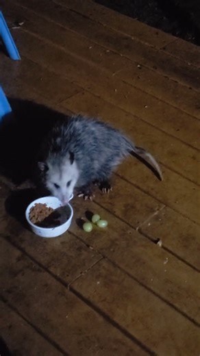 opossum on the front porch (& cat crying for treats behind me)