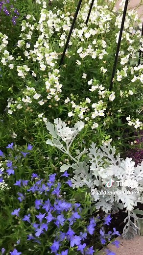 Zone 9 Flowers: What to Plant This Season