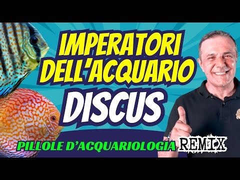 👑🐟 Discus: The DEFINITIVE Guide to the Emperor Fish of Aquarius!
