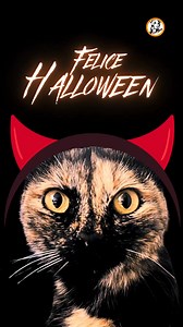 🎃🎃 AMICI, E’ LA NOTTE DELLE STREGHE, DEI FANTASMI, DEI MOSTRI… DEI DOLCETTI E DEGLI SCHERZETTI!!!Anche noi stasera ci travestiremo e gireremo per le vie!!! Arriveremo con le nostre scope volanti e chissà che non sorvoleremo sopra di voi 🧙🧙🤣🤣La nostra mascotte di stasera è VENERE… ma di lei vi parleremo in uno dei prossimi post.Nel frattempo DOLCETTO 🧁 o scherzetto 👻Divertitevi stasera💀👻🎃#halloween #trickortreat #notte #scherzetti | Code Ribelli.