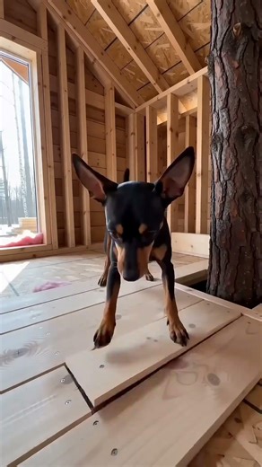 He’s building a secret treehouse... 🐾👷‍♂️ #restoration #satisfying