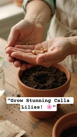 🌸 How to Grow Calla Lily from Bulbs | Easy Flower Growing Tips #Shorts
