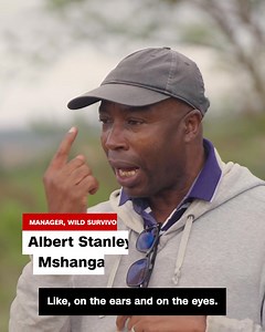 90K views · 221 reactions | “Elephants are huge…why do they fear bees?” Meet the Tanzanian farmers, leveraging the power of bees to protect their crops from African elephants. Sponsored by Zenith Bank | CNN Africa | Facebook