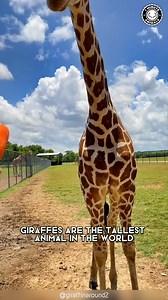 Giraffe 🦒 The Tallest Animal Alive! Its long neck lets it eat leaves no other animal can reach. It walks gracefully despite being taller than a house. You won’t believe how fast this gentle giant can run! #wildlife #nature #animalfacts #animalvideos | 1 Minute Animals