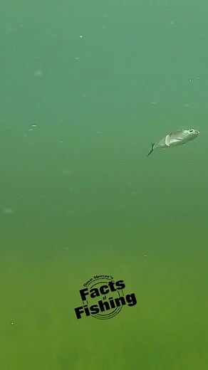 16K views · 221 reactions | Check out this underwater shot of the Brand New Berkley Powerbait Nessie! - Berkley’s new soft bodied glide bait design allows anglers to skip, slide, and cast this bait into uncharted water. The Nessie will be released at ICAST this week in Orlando Florida. | Dave Mercer's Facts of Fishing | Facebook
