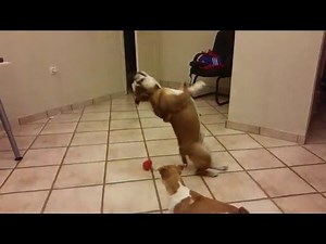 Bulldog backflip fail