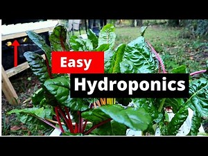 Hydroponic Swiss Chard, Rainbow Chard, grown in an off grid DIY Hydroponics container