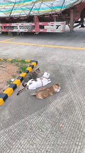 Absolutely adorable cats🩷🥰 watch on channel: https://www.youtube.com/@sophoncat | Our Beloved Kittens