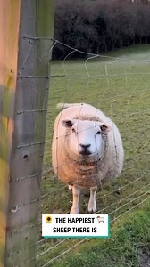 The Happiest Sheep There Is 🐑🙂 | Furry Tails