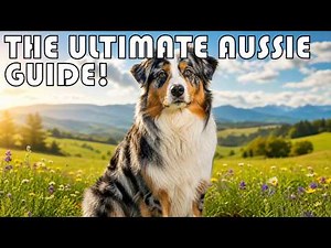 The Ultimate Australian Shepherd Documentary: Is This the Perfect Dog for You?