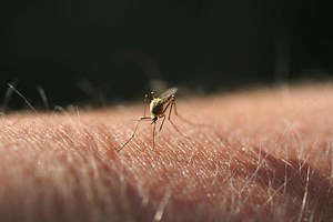 RKI meldet: West-Nil-Virus Infektionen steigen