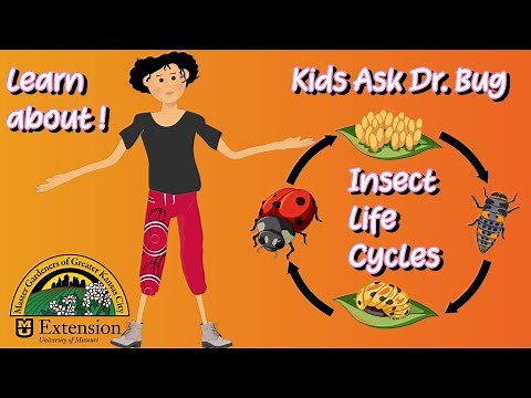 Kids Ask Dr. Bug about Insect Life Cycles! 3 or 4 life stages! Learn all about it!