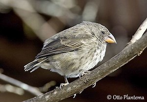 Medium ground finch - Alchetron, The Free Social Encyclopedia