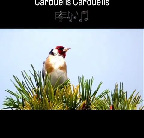 Carduelis Carduelis 🤩Singing 🎼🎶🎵🥰🥰🥰 Beautiful ❤️ Nature #breeders #birds #breending #breedingseason #nature #naturelovers #natureloversinstagram #jilguero #chardonneret #chardon #criarépreservar #criadores #birdslover #gardenbirds #natureza #european #faunaeuropeia #faunasilvestre #serin #girasol #feeding #feedingbirds #dance #silvestre #faunayflora #passaros #naturelife #reels #longweekend #weekend | Fauna Europeia e Americana